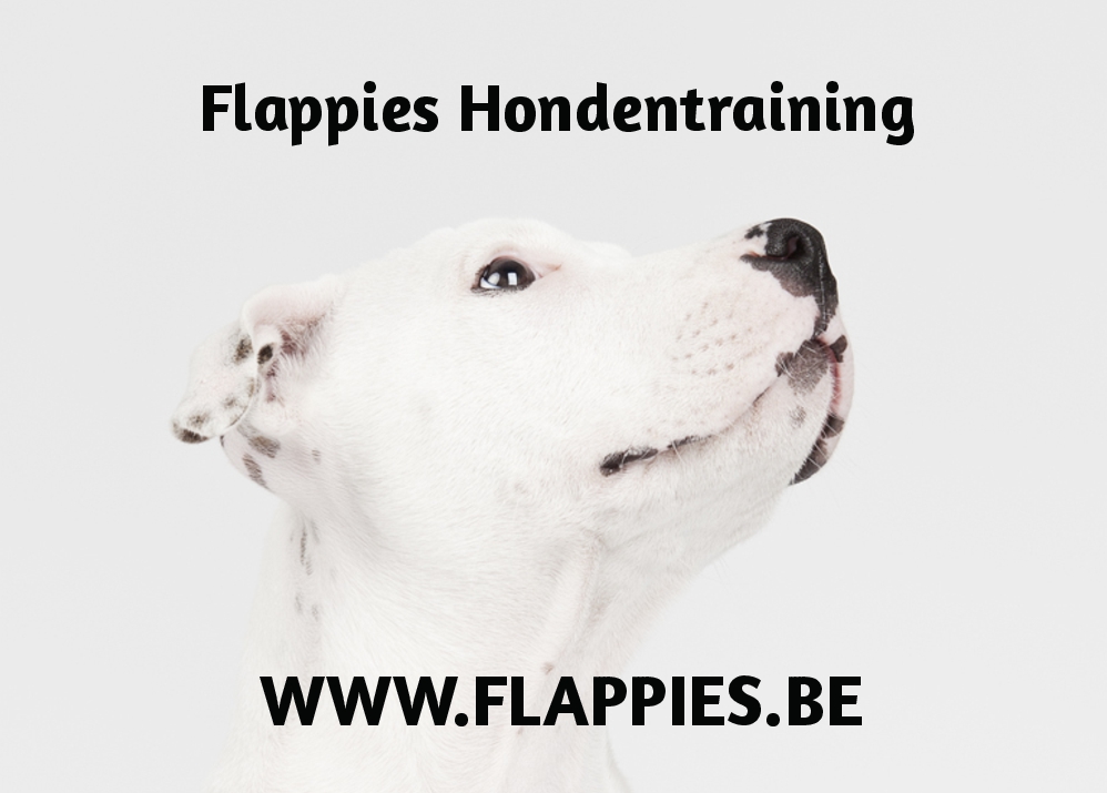 Flappies Hondentraining Hoboken